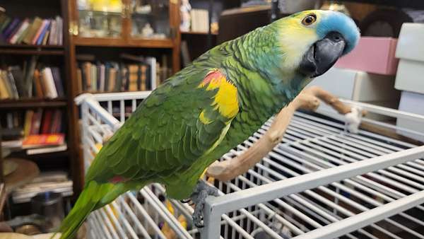 medium-amazon-parrot-for-sale