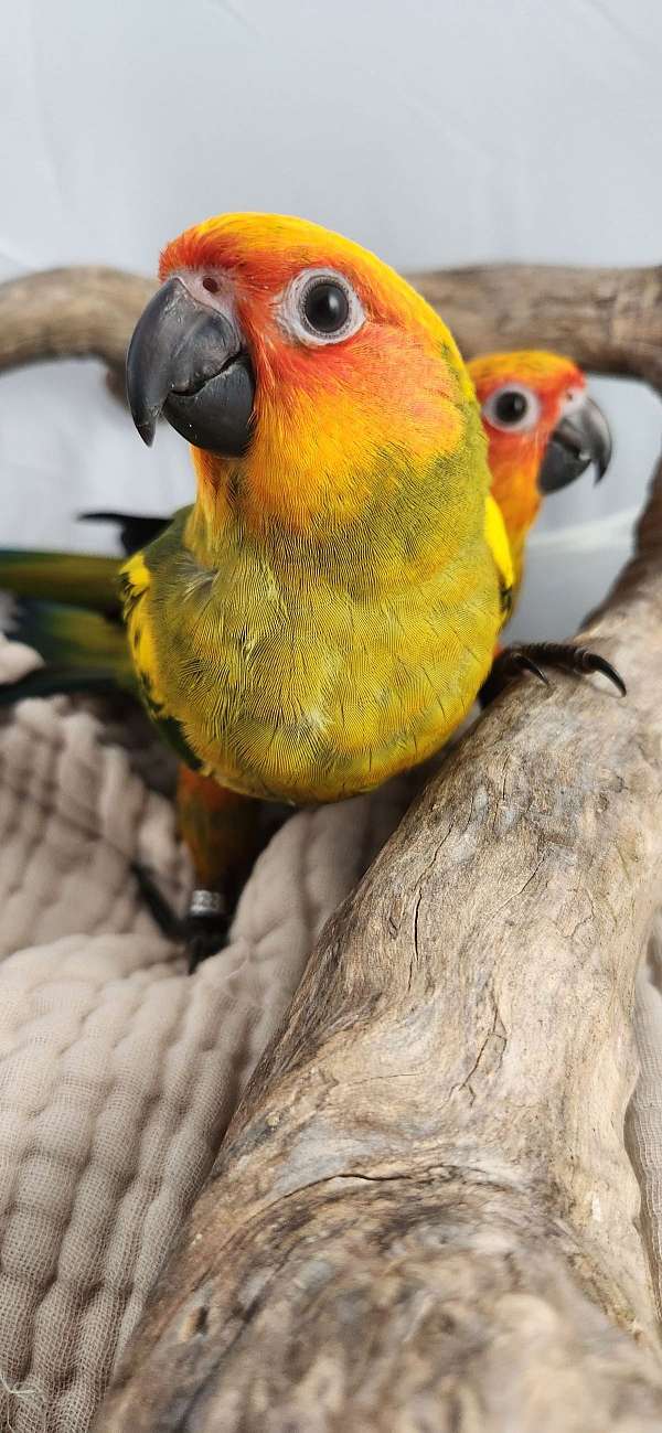 sun-conure-for-sale-in-piedmont-sc