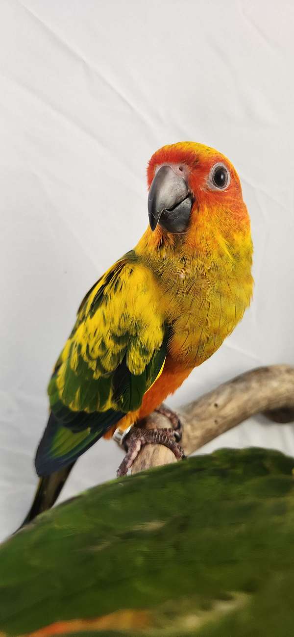 conure-sun-conure-for-sale-in-piedmont-sc