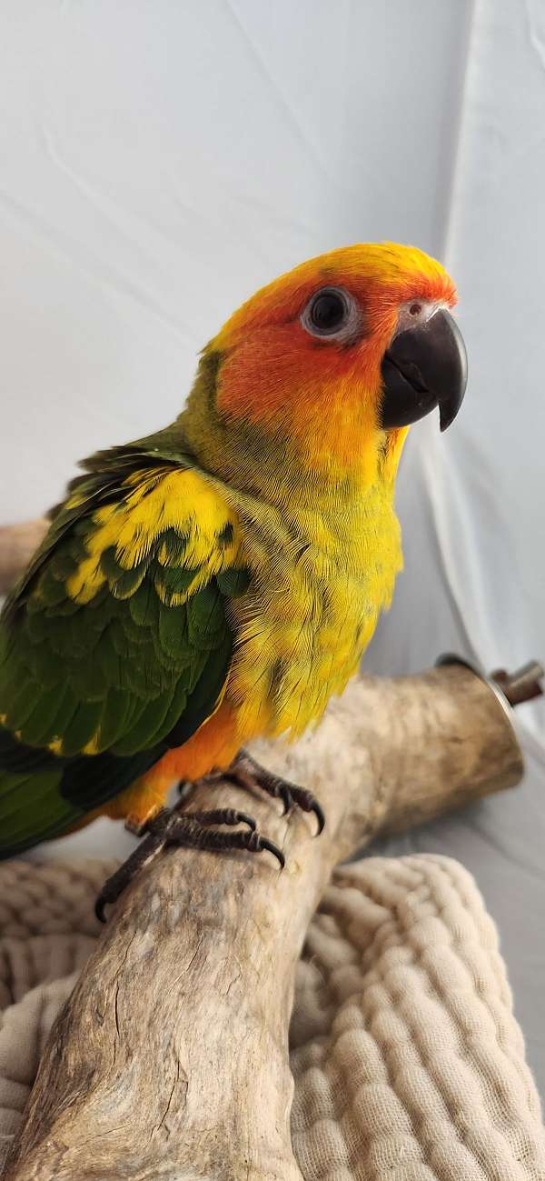 red-bird-for-sale-in-piedmont-sc