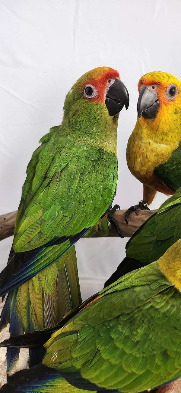 gold-capped-conure-for-sale-in-piedmont-sc