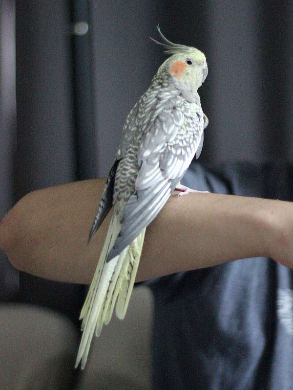 cockatiel-for-sale-in-peoria-il