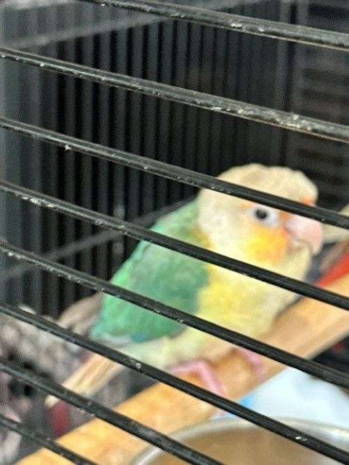 conure-for-sale-in-sachse-tx