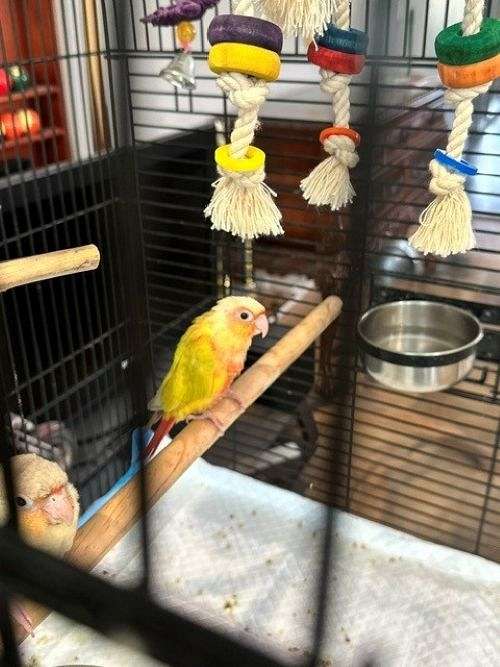 green-bird-for-sale-in-sachse-tx