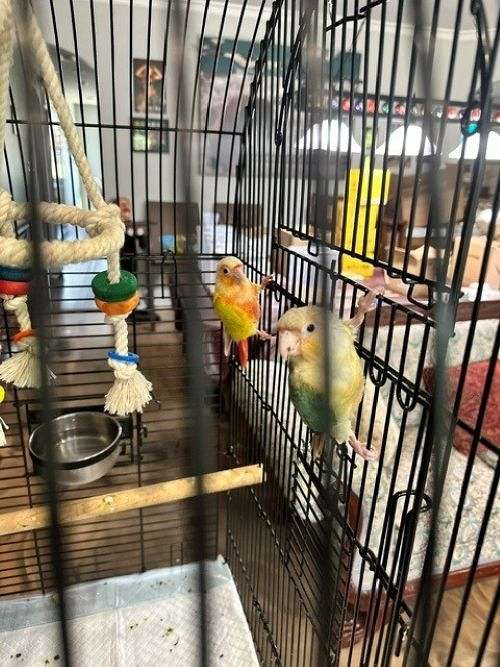 orange-bird-for-sale-in-sachse-tx