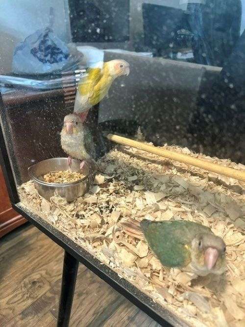 yellow-bird-for-sale-in-sachse-tx