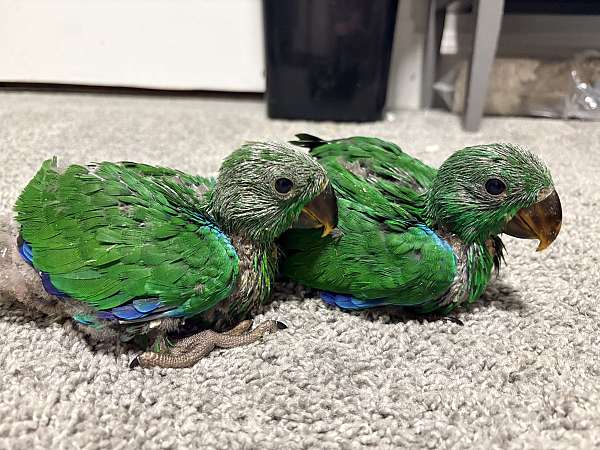 solomon-island-eclectus-parrots-for-sale