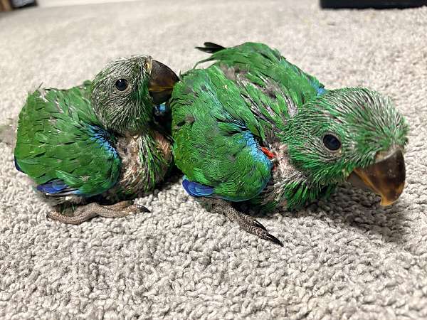 baby-bird