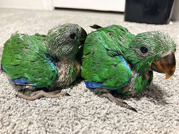 baby-solomon-island-eclectus-parrots-for-sale