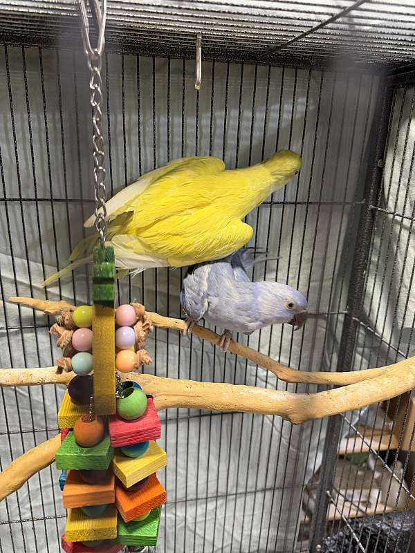 ringneck-parakeet-for-sale-in-layton-ut