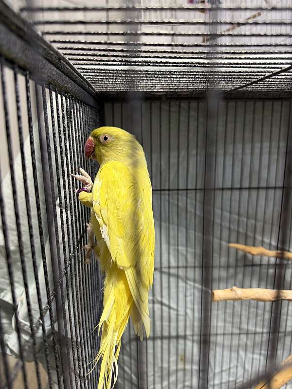 bird-for-sale-in-layton-ut