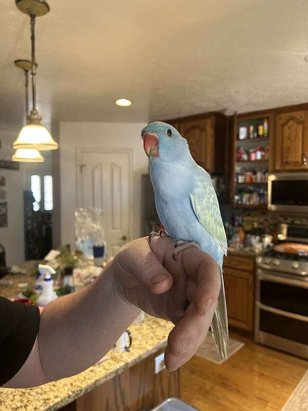 adult-bird