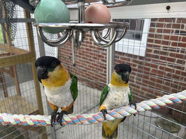 congo-african-grey-parrot-for-sale