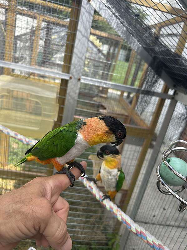 congo-african-grey-parrot-for-sale-in-baltimore-md