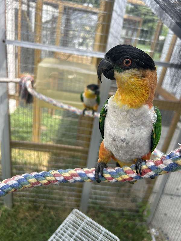 bird-for-sale-in-baltimore-md