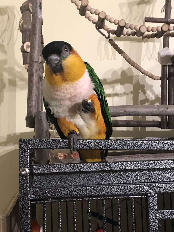 adult-bird