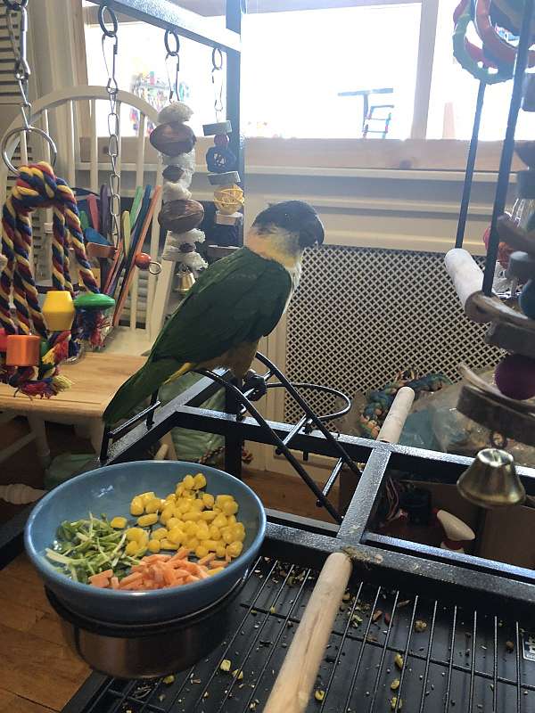 adult-congo-african-grey-parrot-for-sale