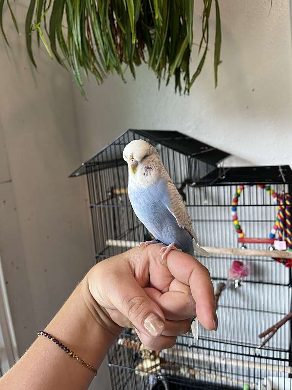 lilac-white-parakeet-for-sale
