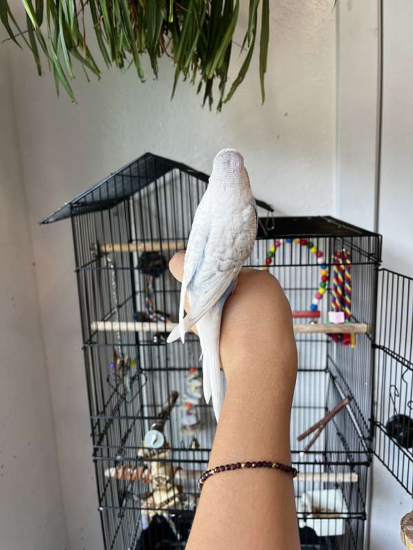 parakeet-for-sale-in-mocksville-nc