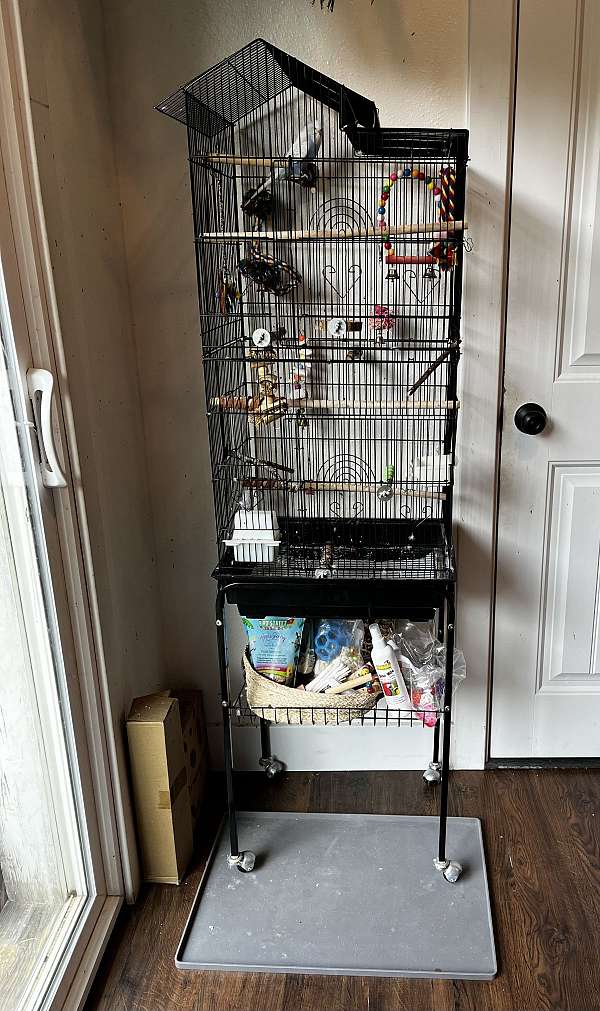 lilac-white-bird-for-sale-in-mocksville-nc