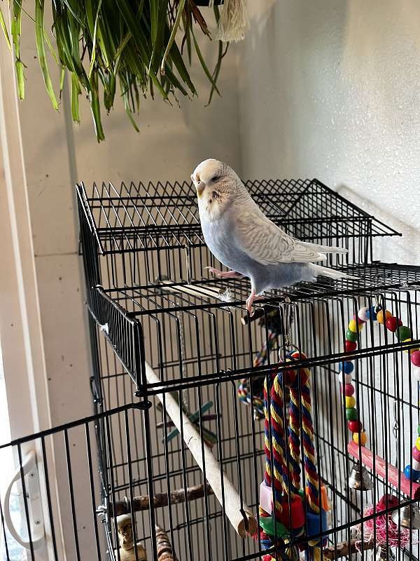 female-bird-for-sale-in-mocksville-nc