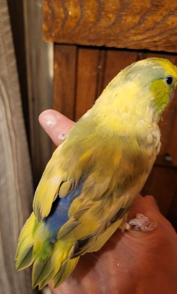 Partotlet, recently weaned, gorgeous pied, handfed, Guilderland NY