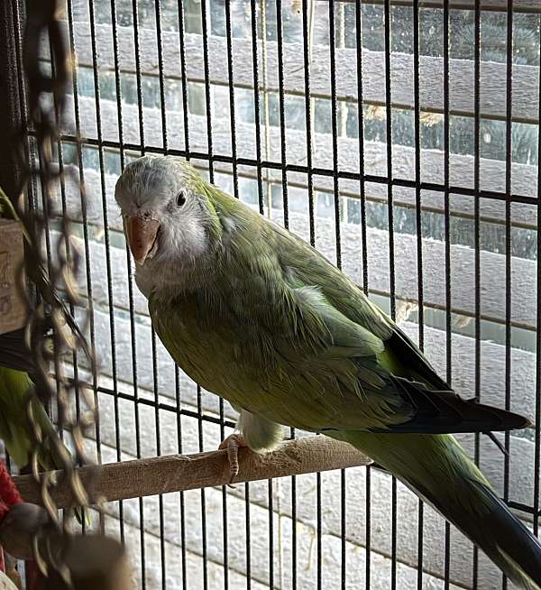 quaker-parrots-for-sale-in-layton-ut
