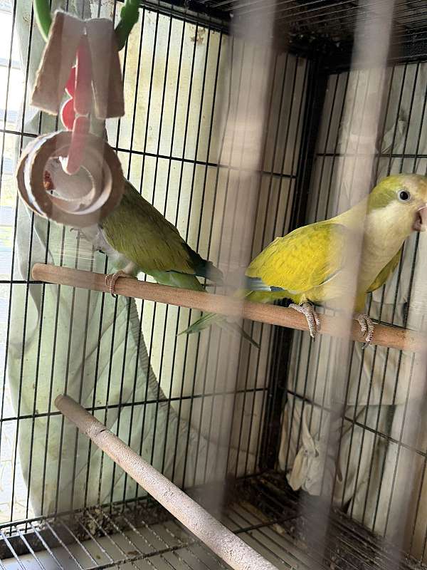 bird-for-sale-in-layton-ut