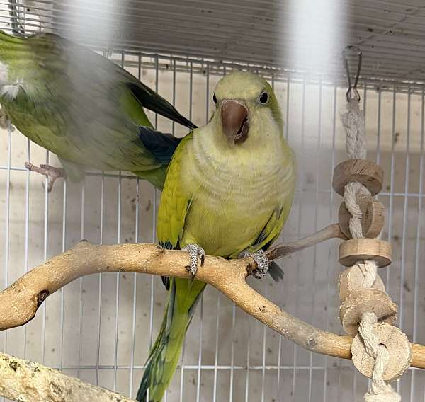 adult-bird