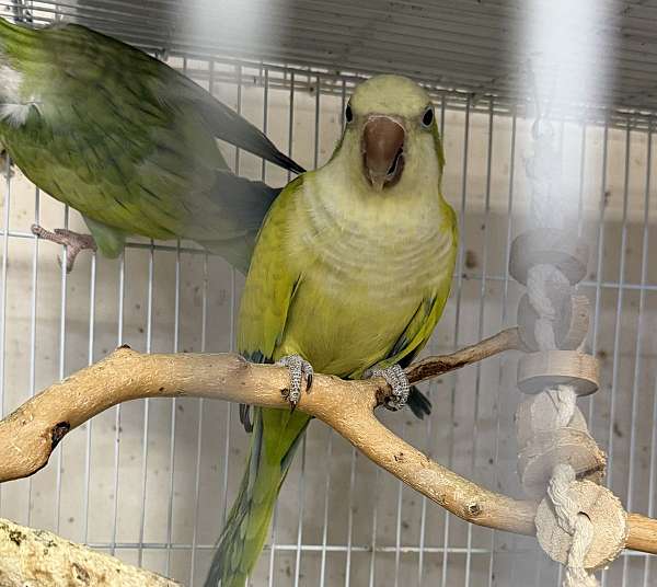 adult-quaker-parrots-for-sale