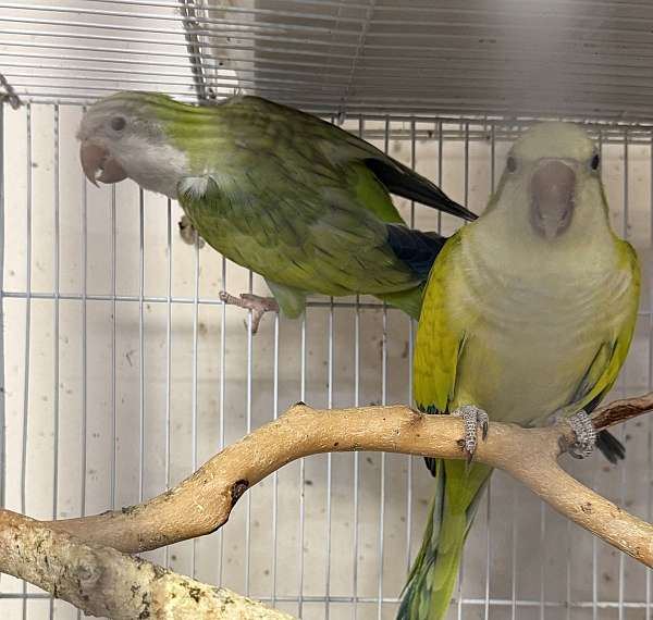 quaker-parrots-for-sale
