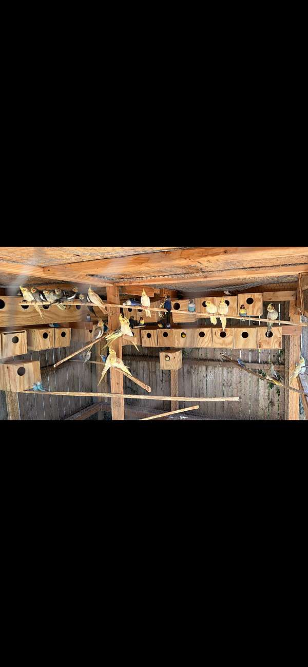 cockatiel-for-sale-in-tulsa-ok