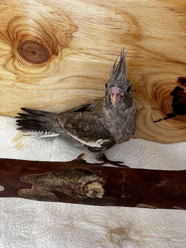 bird-for-sale-in-appomattox-va