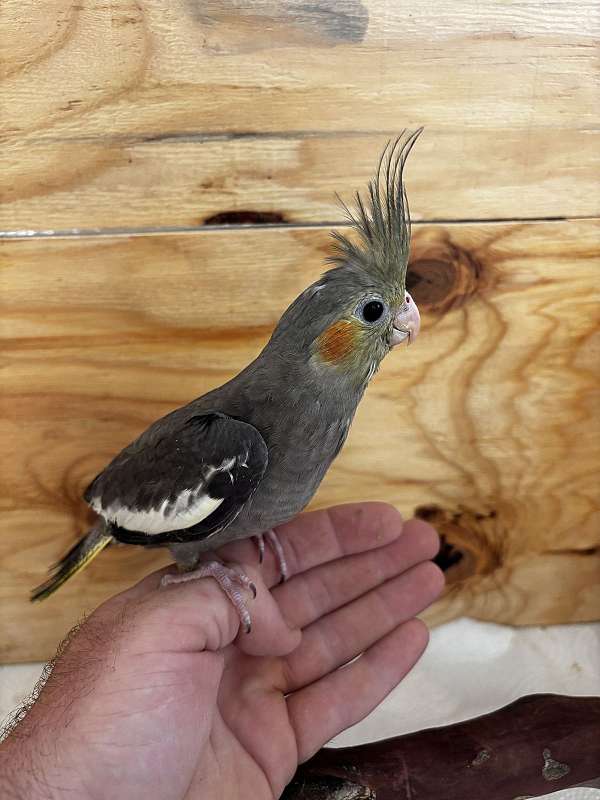 cockatiel-for-sale