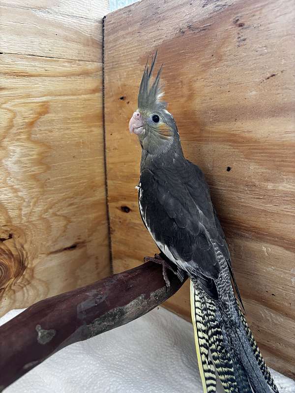 cockatiel-for-sale-in-appomattox-va