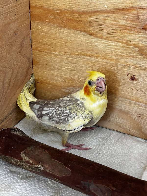 baby-bird
