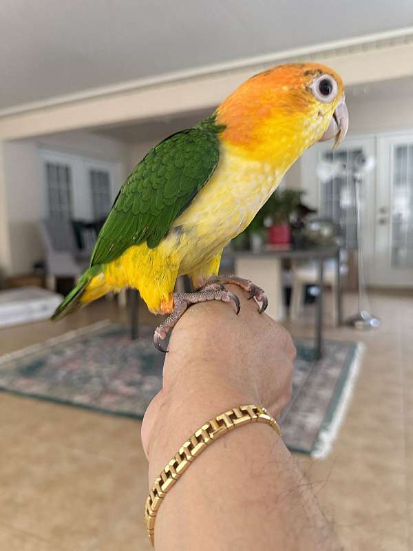 conure-for-sale