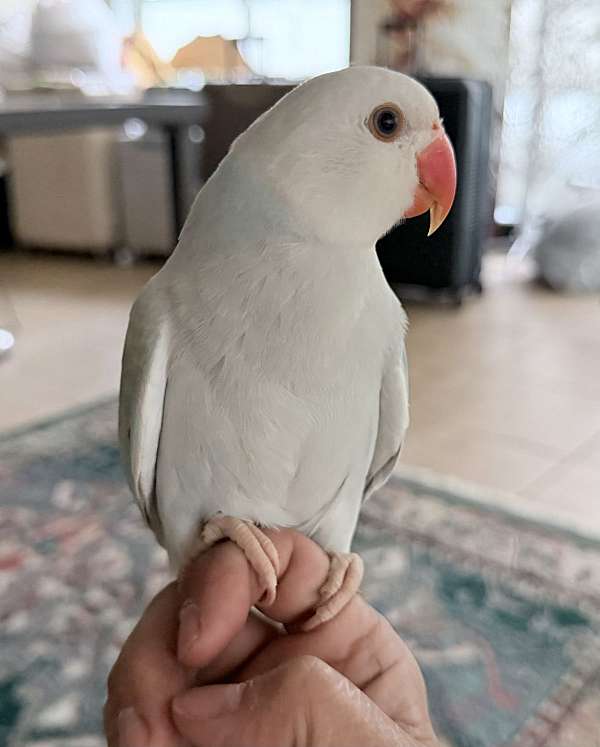 conure-for-sale-in-orlando-fl