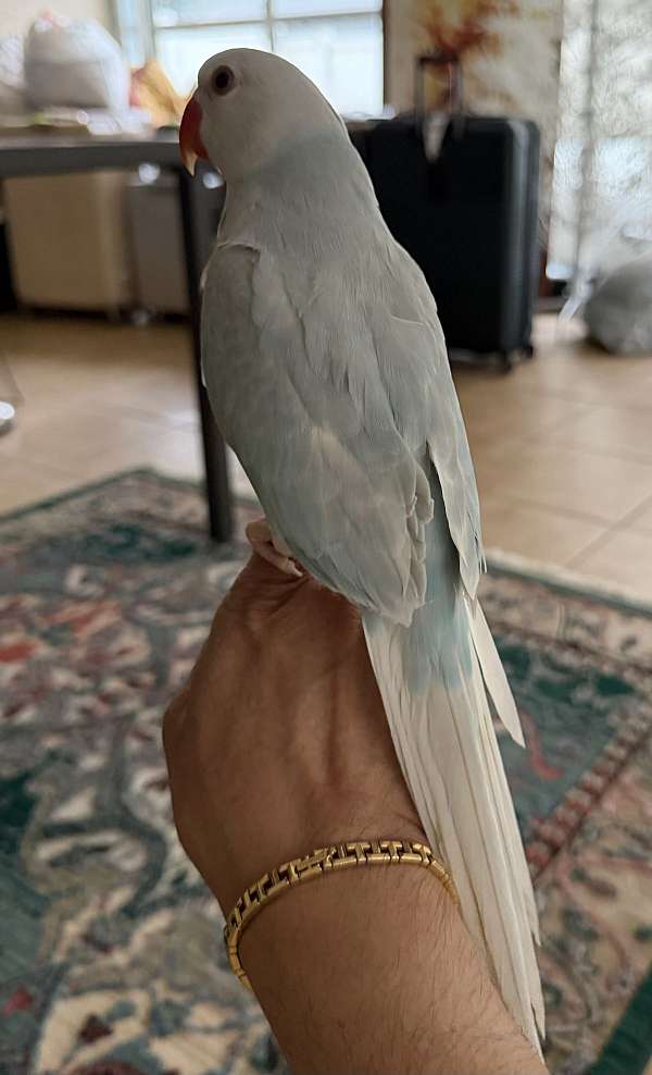 baby-bird