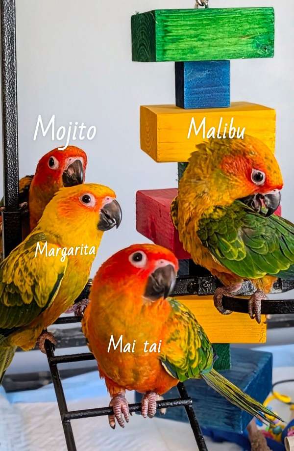 sun-conure-for-sale