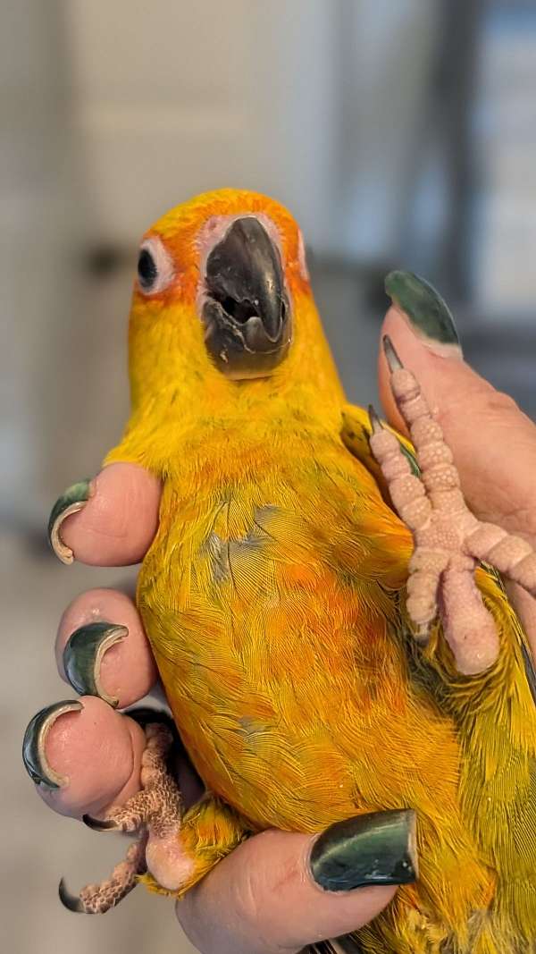 companion-bird-for-sale