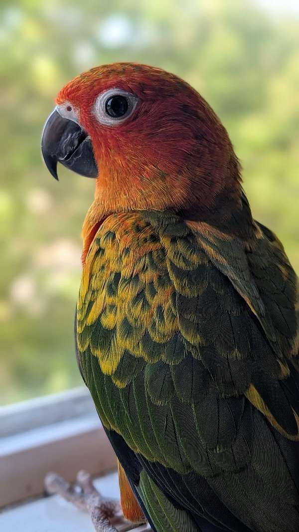 cute-bird-for-sale