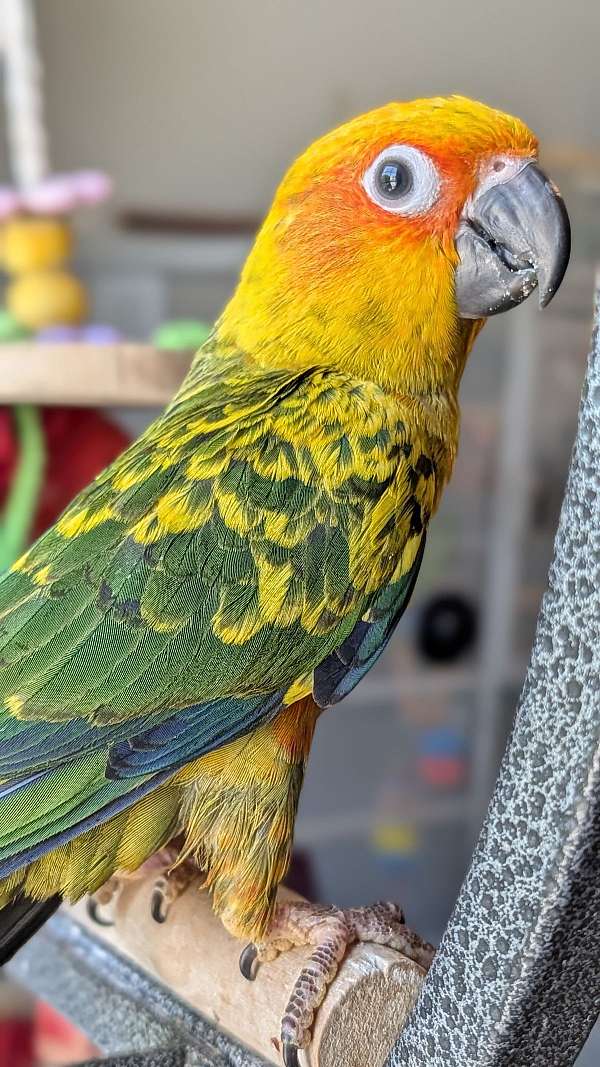 handfed-bird-for-sale