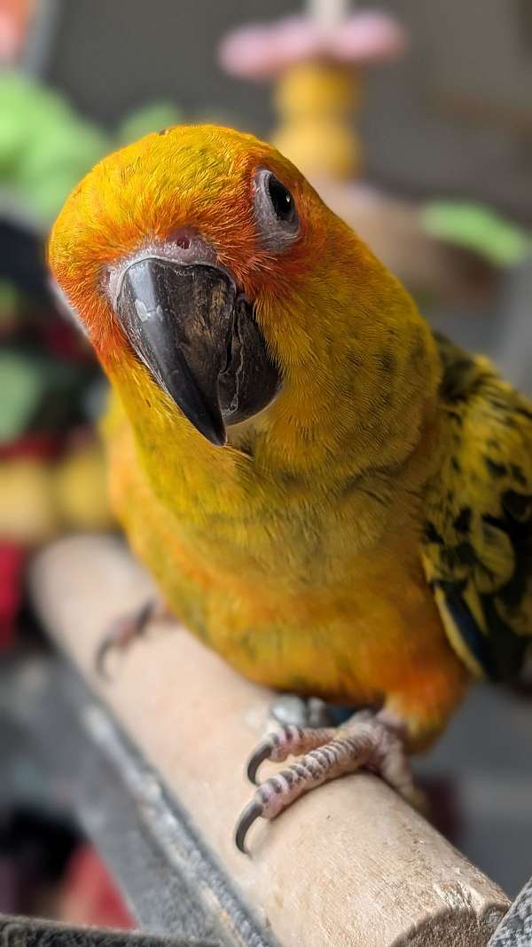 pet-bird-for-sale