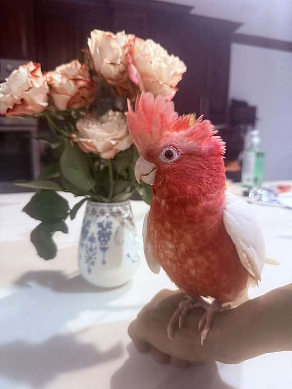 lutino-rose-tame-bird-for-sale