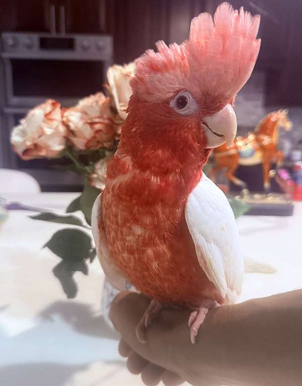 rose-breasted-cockatoo-for-sale