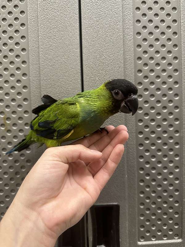 conure-nanday-conure-for-sale-in-north-huntingdon-pa
