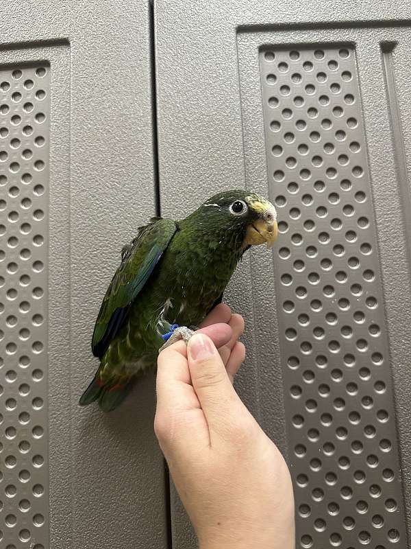 pionus-parrots-for-sale-in-north-huntingdon-pa