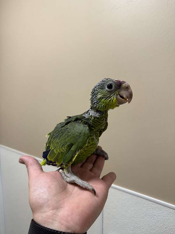 amazon-parrot-for-sale