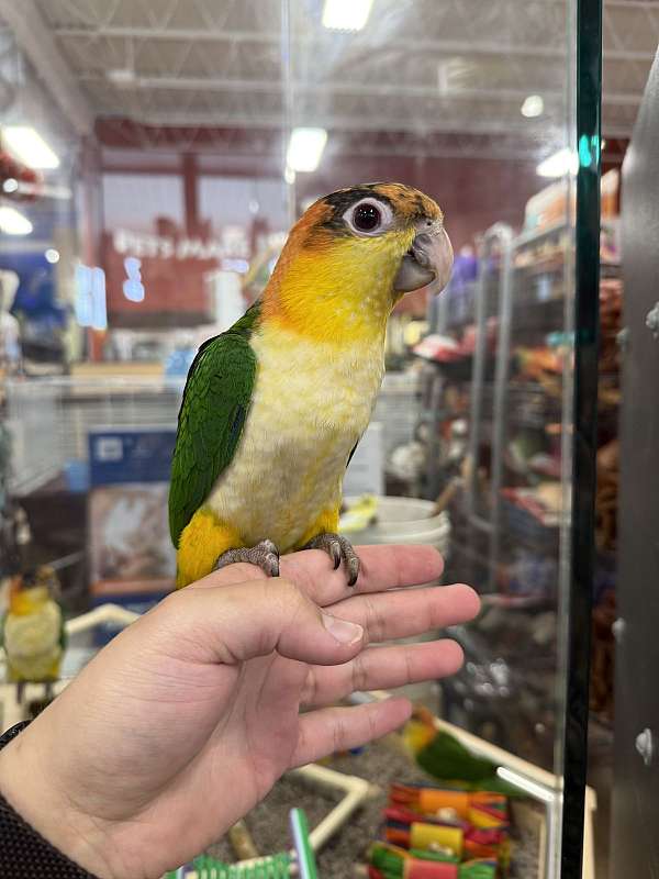 caique-for-sale